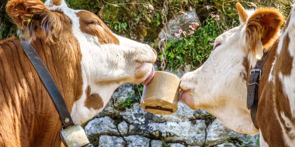 cattle using a Himalayan salt lick for nutrition