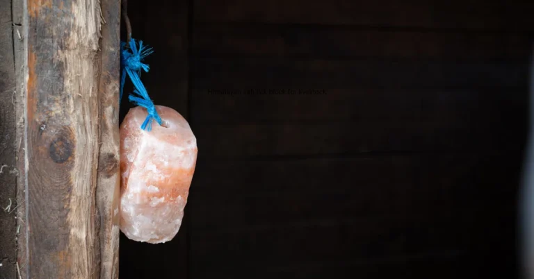 himalayan salt lick block for livestock